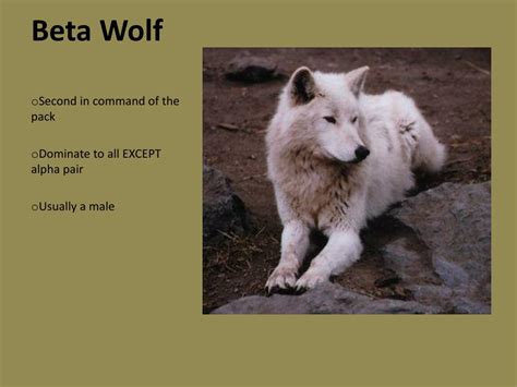 what is a beta wolf - omega wolf hierarchy